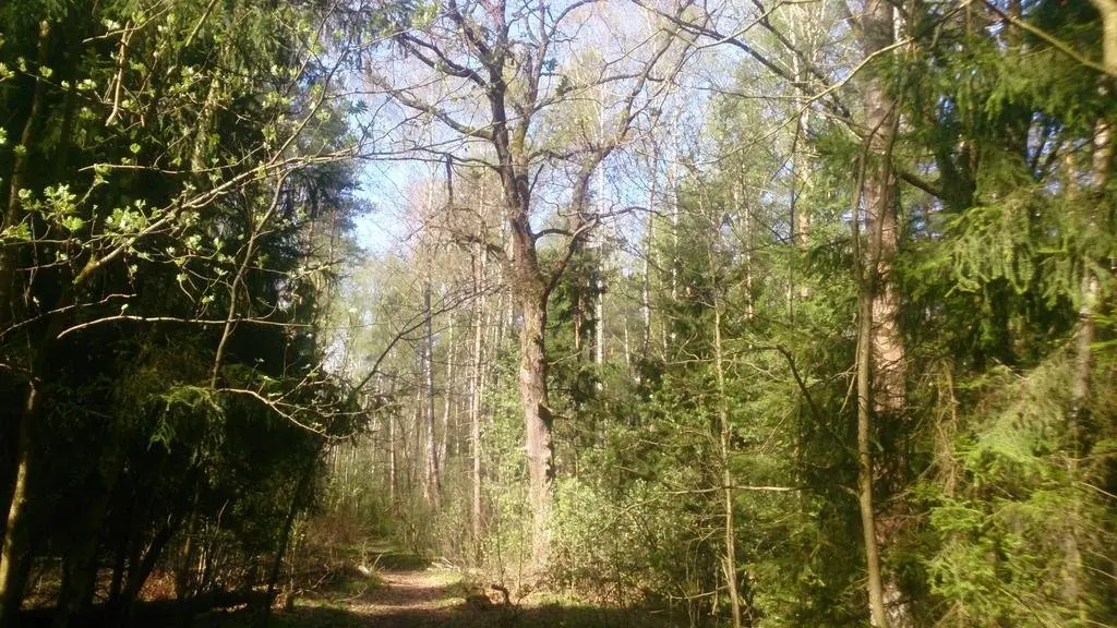Устиновка: Cottage near the Forest