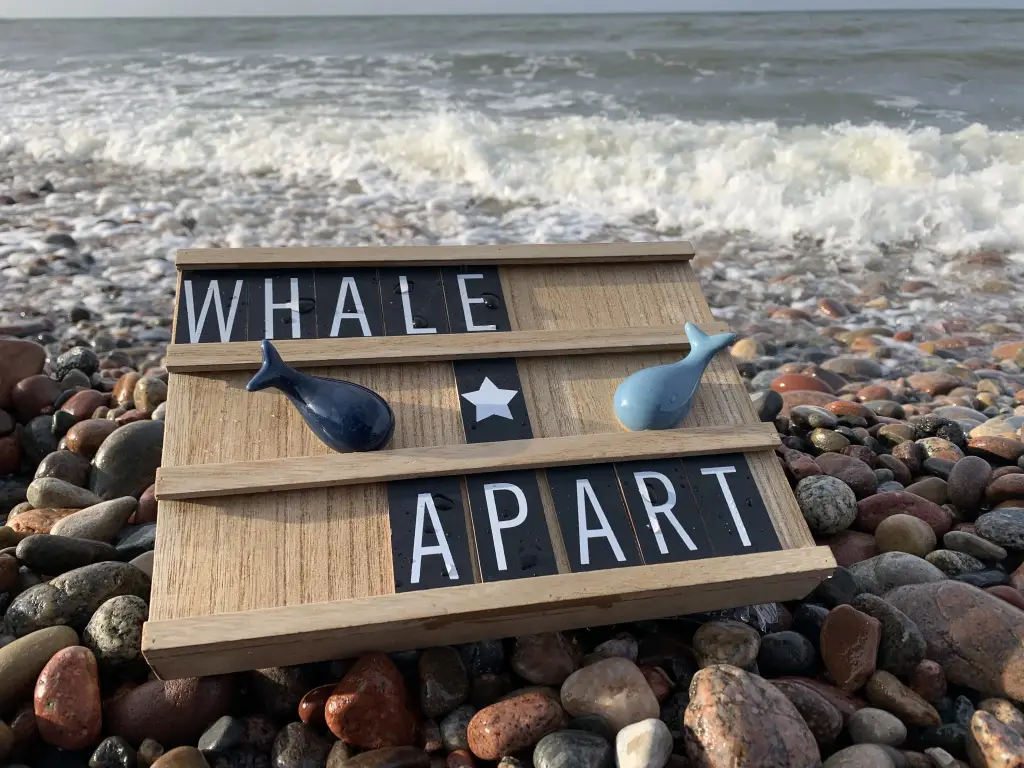 Светлогорск: Гостевой дом Whale Apart