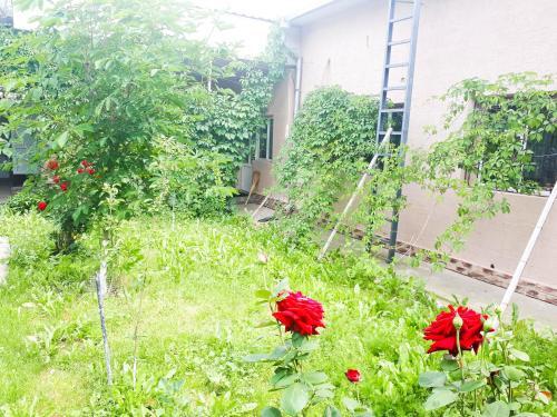 Шымкент: House Hostel