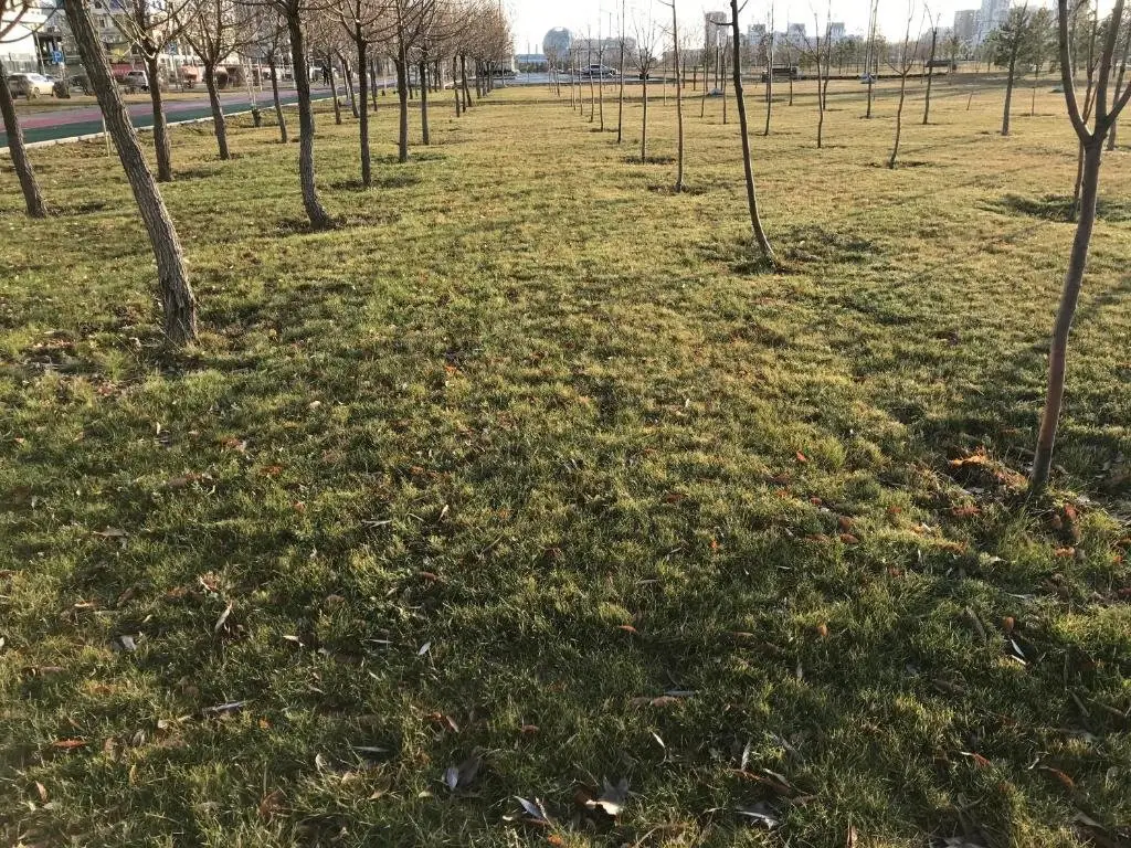 Астана: Korkem 3 near botanical garden