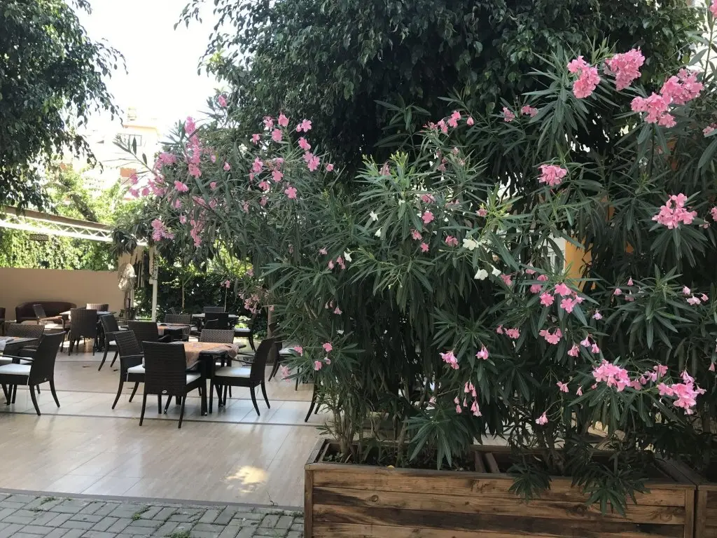 Аланья: Narcis Apart Hotel