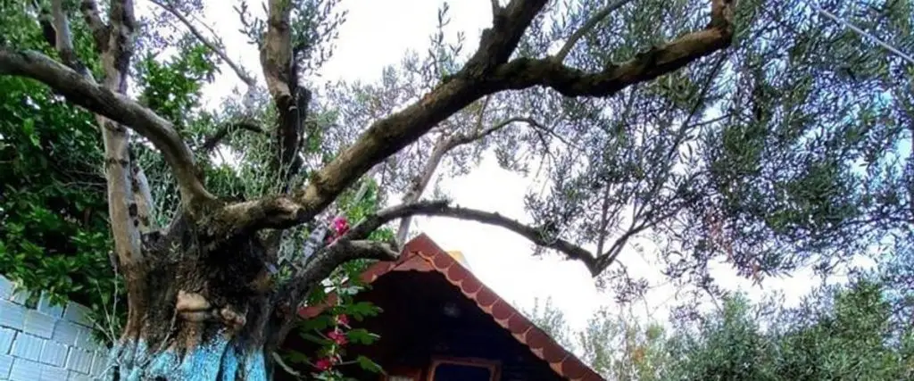 Эдремит: Zeytin Dagi Bungalow