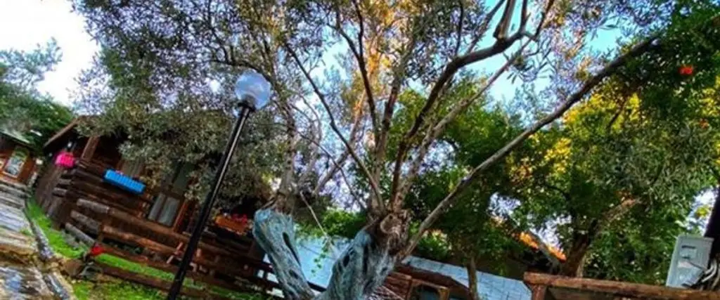 Эдремит: Zeytin Dagi Bungalow