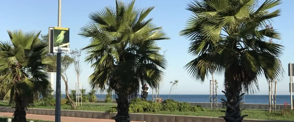 Самсун: Güzel Yalı Evleri
