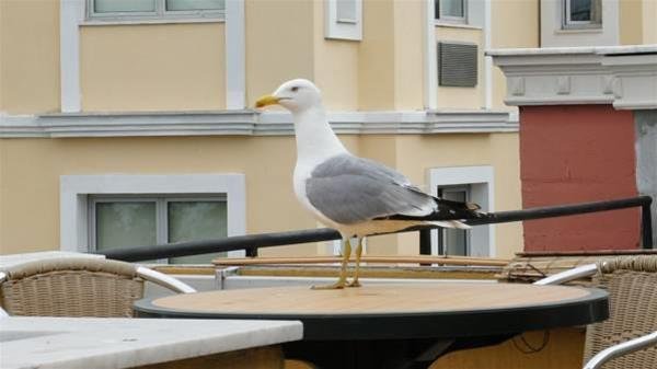 Стамбул: Dom Hotel