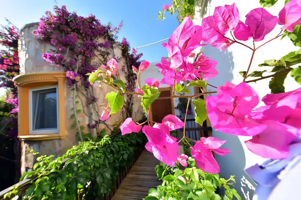 Бодрум: Tropicana Beach Hotel