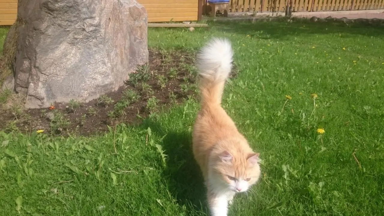Коробицыно: Зимняя Сказка