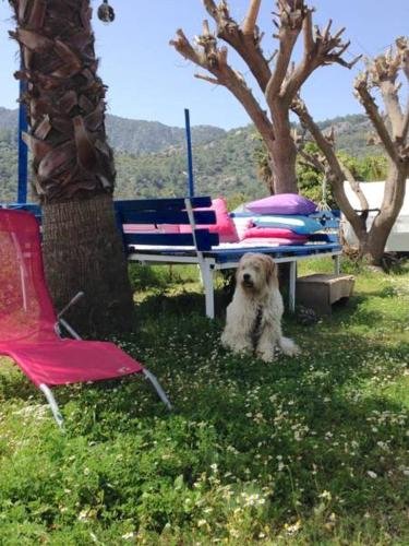 Чиралы: Cirali Friends Pension&Camping