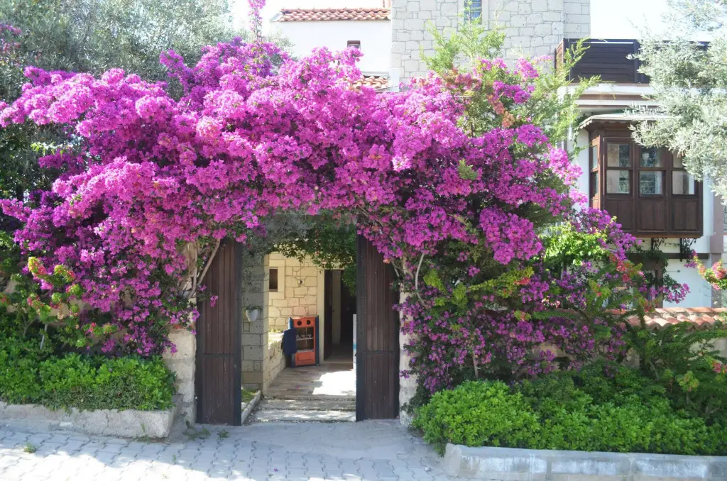 Чешме: Alacati Yamac Evi Butik Otel