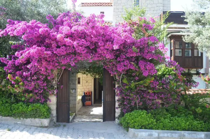 Чешме: Alacati Yamac Evi Butik Otel