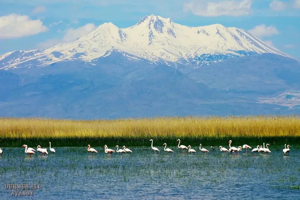 Орханлы: Sultan Pansion Bird Paradise