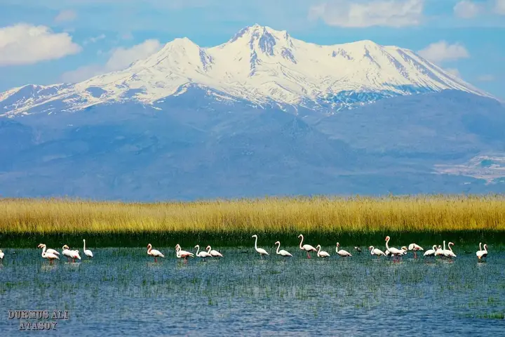 Орханлы: Sultan Pansion Bird Paradise