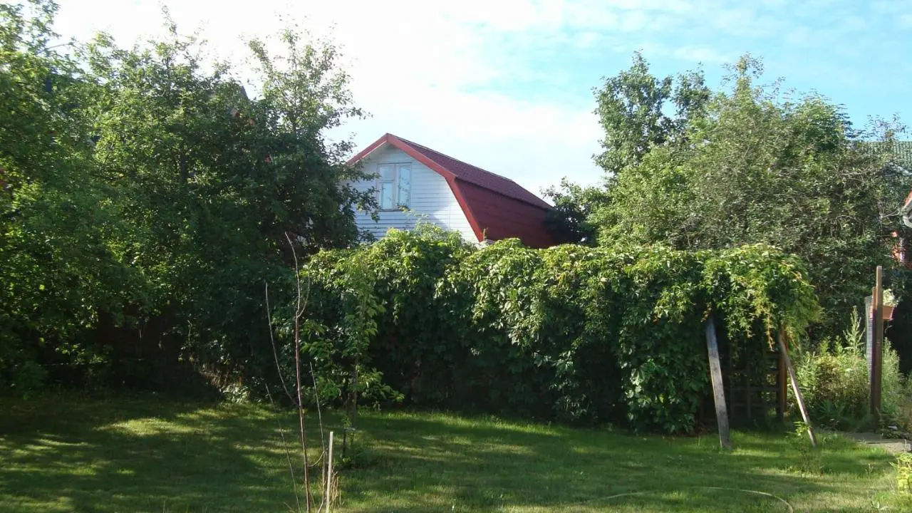 Борзые: Summer house