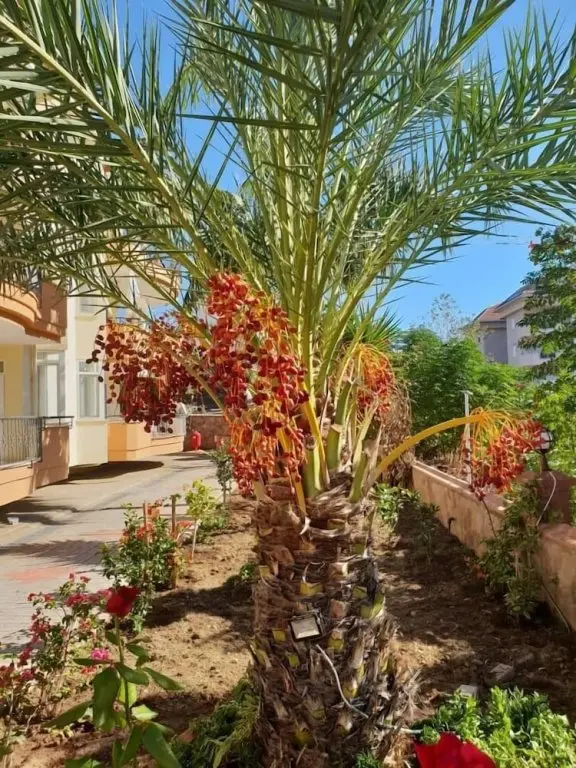 Аланья: Apartmani Markovic-Kestel SUN Alanya