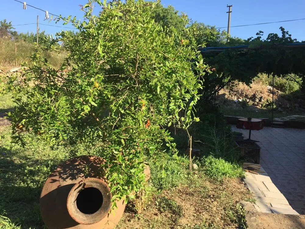 Зейтинликой: Yesildag Pansiyon Gokceada