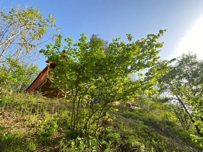 Сакарья: Sapanca Villa Aşiyan