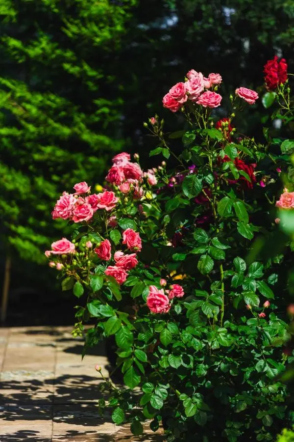 Сочи: Отель Сопрано