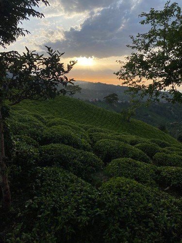 Чамлыхемшин: Home In Rize