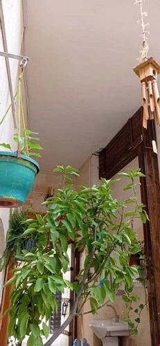 Шанлыурфа: Terrace Boutique hotel
