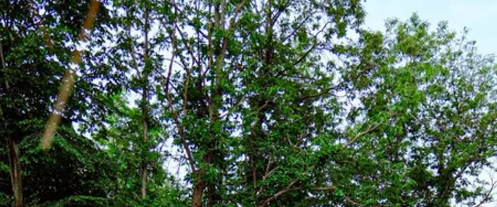 Сакарья: Sapanca Bunglove