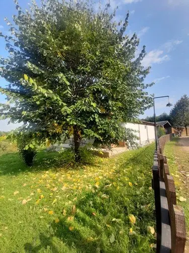 Увезпинар: Masalkoy Bungalow Evleri