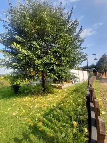 Увезпинар: Masalkoy Bungalow Evleri