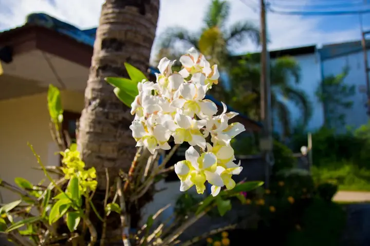 Патталунг: Tawanchay Hotel Phatthalung