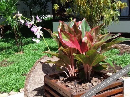 Lucky Gecko Garden — фото 1