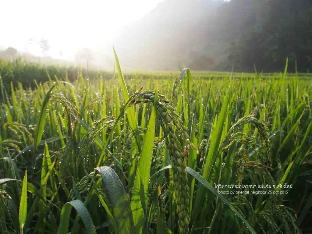 Мае-Ванг: KowitFarmstay