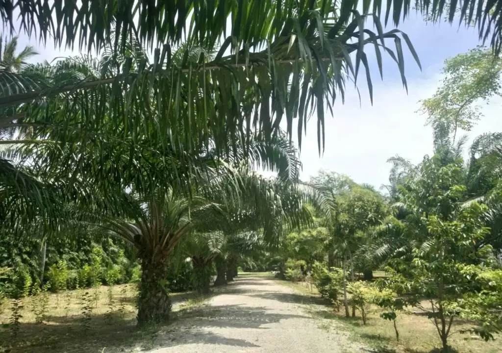 Донсак: Baan Suan Nam Resort
