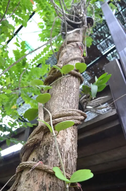 Ванг Нам Кхио: Wangnamkeaw In Love