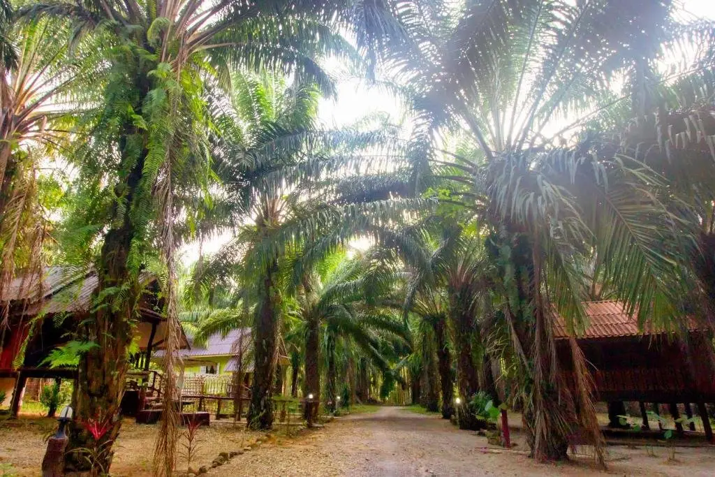 Фаном: Khaosok Palmview