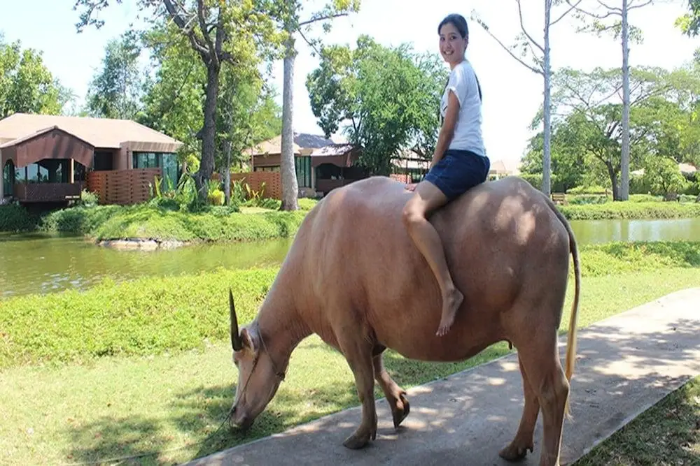 Кхонкэн: Wishing Tree Resort, Khon Kaen