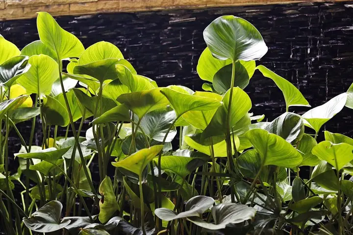 Муанг: Baan SS Karon