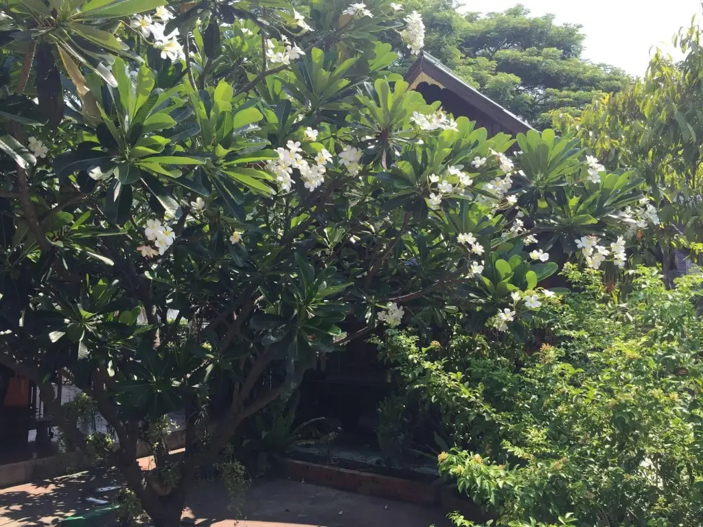 Аюттхая: Baan Kong Homestay