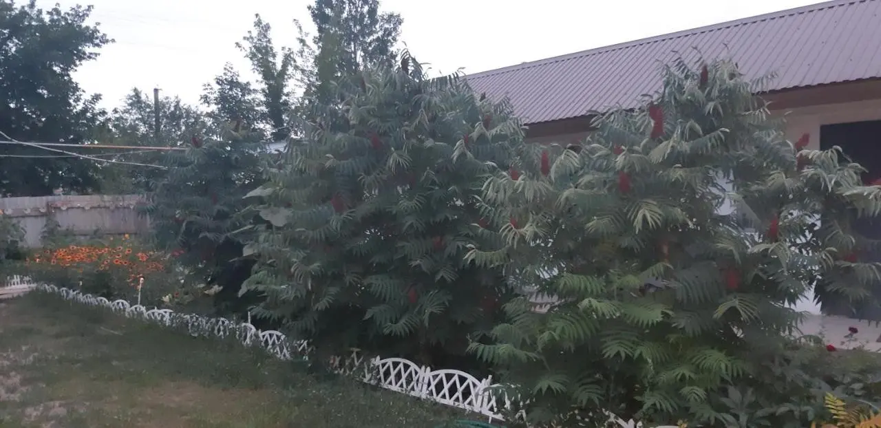 Соль-Илецк: Guest House Olga