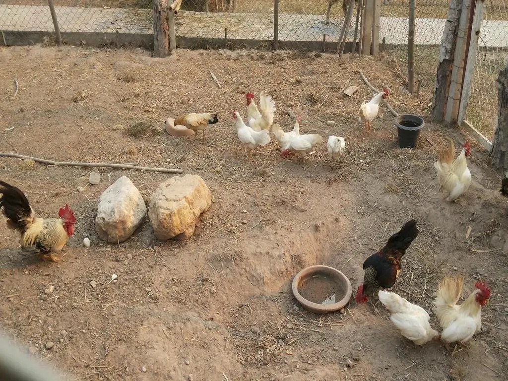 Чианг Дао: Khoom Kam Kaew Farm & Resort