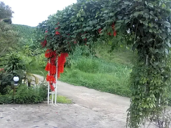 Кхэм Сон: บ้านเอื้อมดาว เขาค้อ