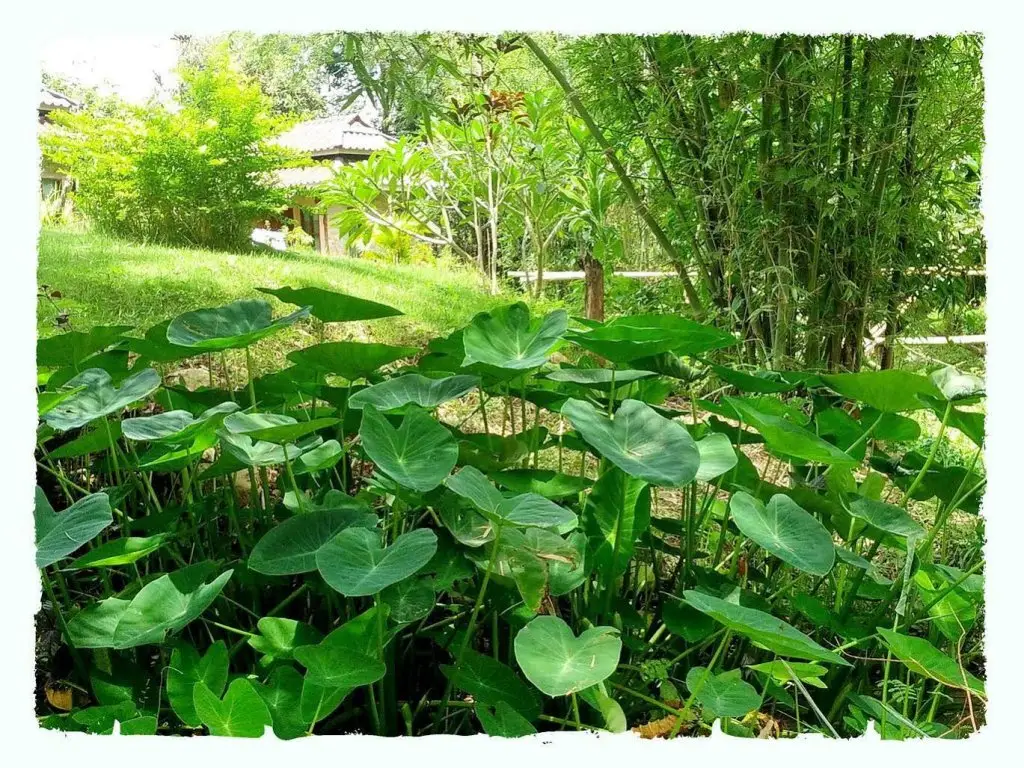 Паи: Paivana Resort