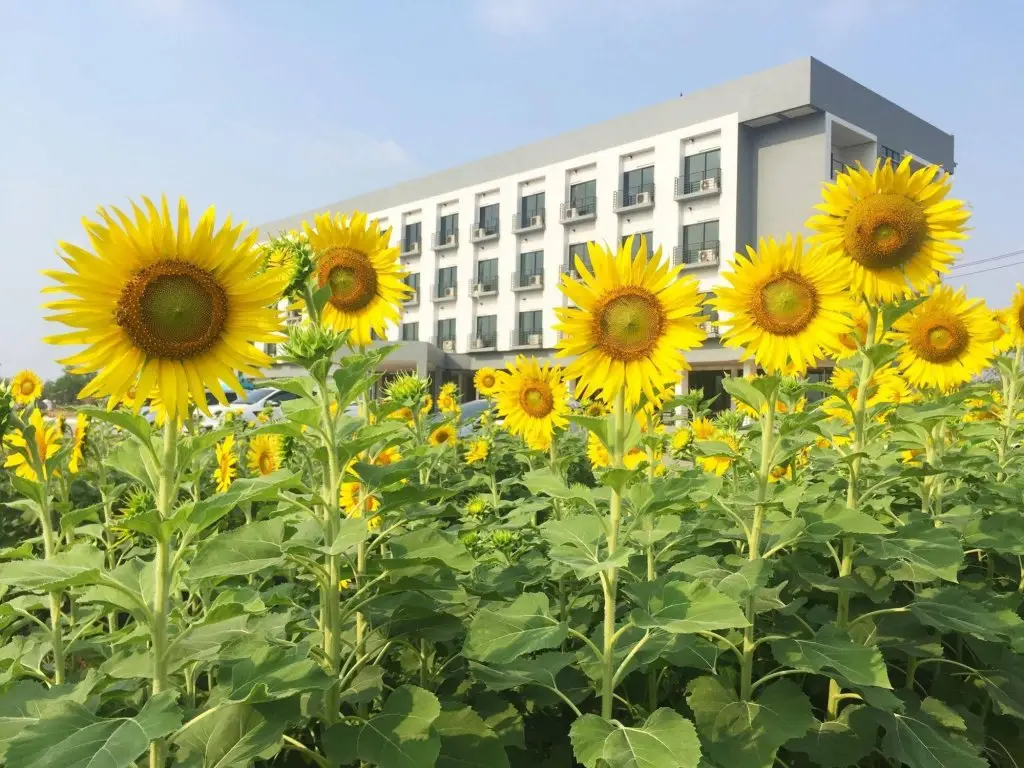 The Nest Hotel Phichit — фото 1