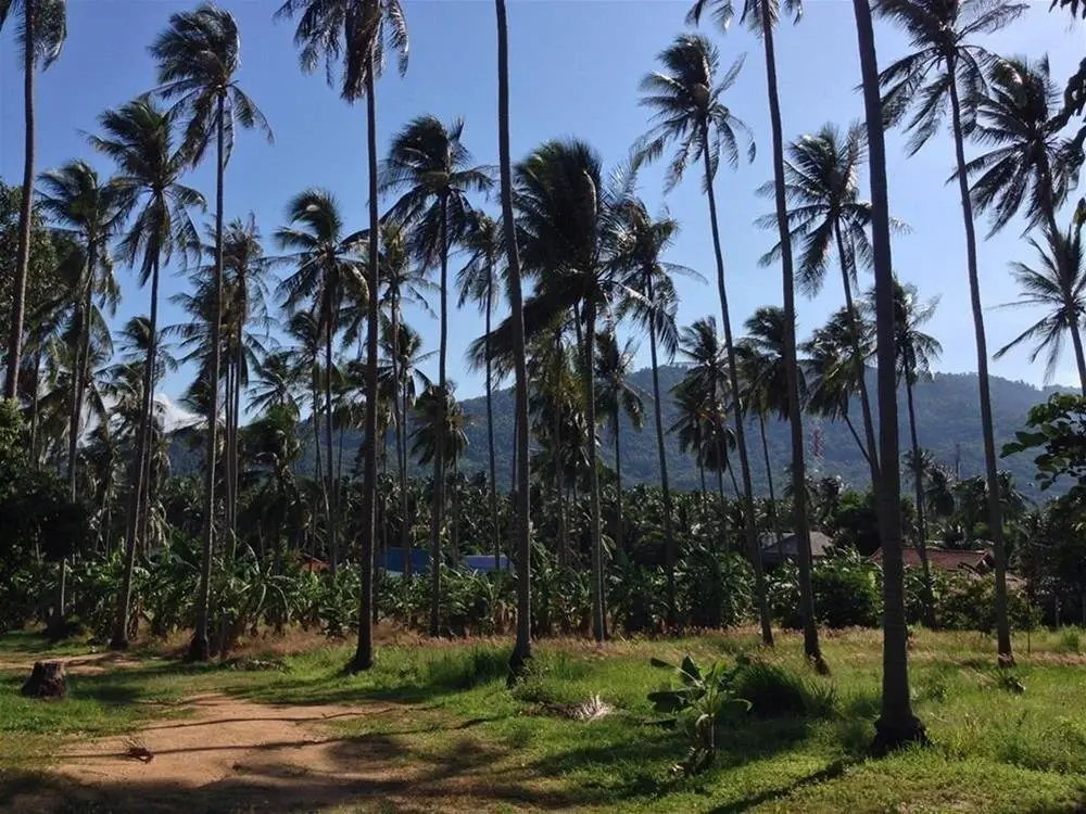 Самуи: 苏梅岛班潘苏克酒店(Baan Punsuk Samui)