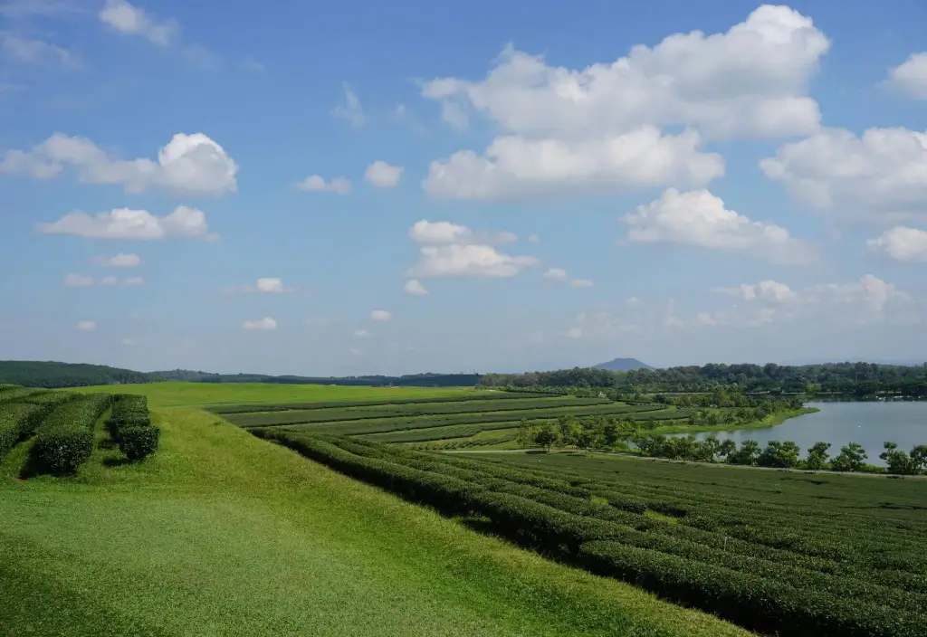 Singha Park Chiang Rai Camping — фото 1
