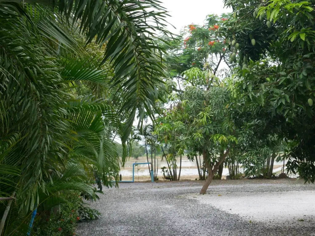 Уттарадит: Baan Suan Palm Resort