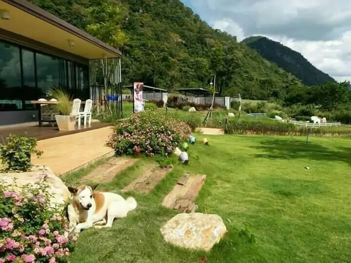 Пак-Чонг: Rabbit Hill Cafe and Resort @ Khao Yai