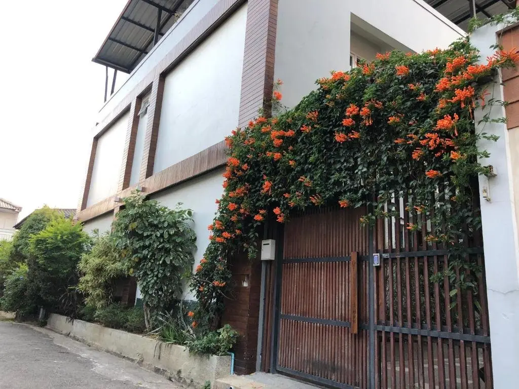 Чиангмай: Celosia Chiang mai