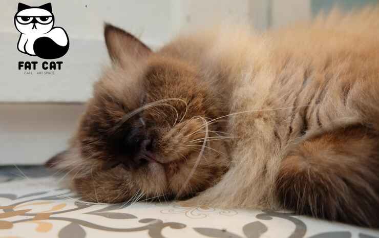 Бангкок: Fat Cat Hostel