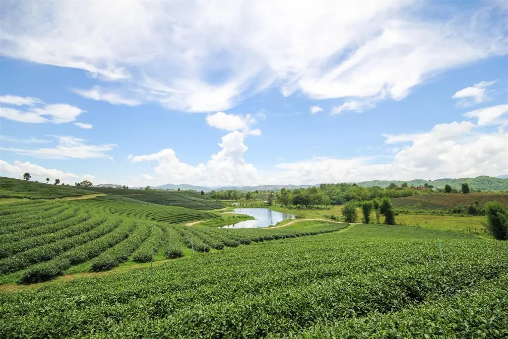 Чианграй: Saneh Maechan Coffee Home
