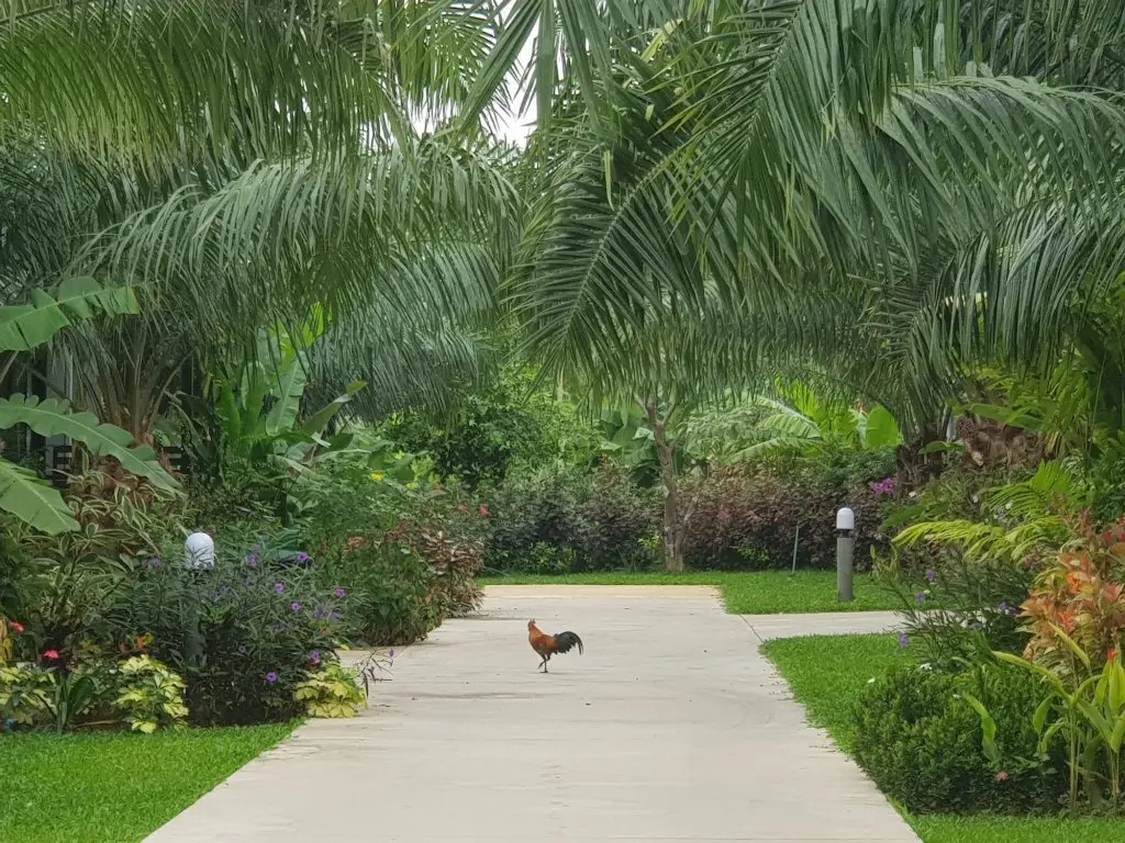 Пранбури : Palm Pran Resort