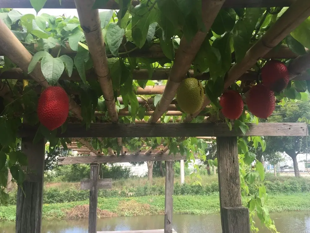 Банг Па-Ин: Baan Sikuuk Bed & Breakfast