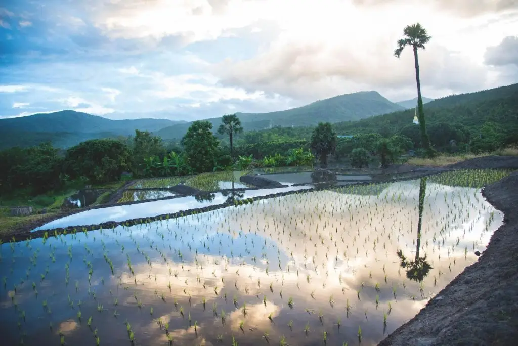 Чом-Тонг: Suan Sook Homestay